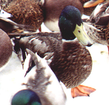Duck Hybrids and Variants in Greater Vancouver – Joyce Arthur's page