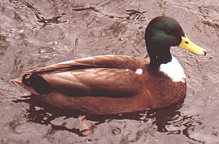 duck4