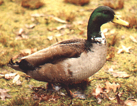 duck8